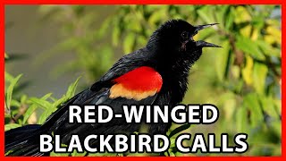 RedWinged Blackbird Calls [upl. by Kast]