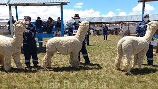 EXPO ALPACA HUACAYO REACTIVACION GANADERA NUÑOA 2021 [upl. by Eronaele444]