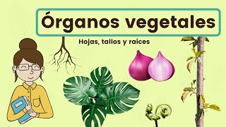 Órganos vegetales hojas tallo y raíz [upl. by Dardani]