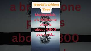 Tree facts 7 facts tree trees trending dailyshorts dailymotivation information usefulnature [upl. by Danieu]