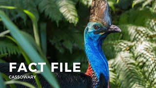 Facts about the Cassowary [upl. by Aira162]