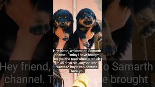 12Stats about Rottweiler puppies for sale to make you look smart how to make Rottweiler Puppy you [upl. by Mick141]