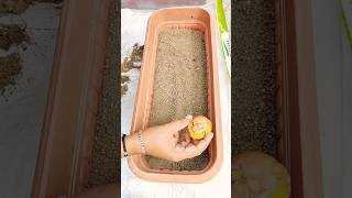 How to plant gladiolus bulbs shorts garden gardening plants ytshorts [upl. by Eldreda]