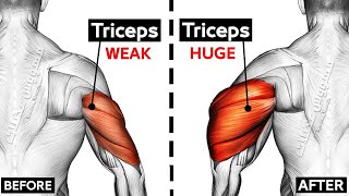 How To Build Your Triceps workout Fast 8 Effective Exercises [upl. by Acireh]