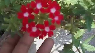 42How to collect verbena seeds [upl. by Zischke]