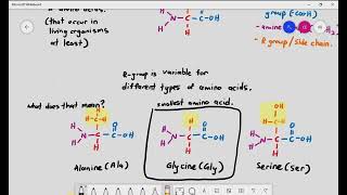 28 Introduction to Proteins and Amino Acids Cambridge International AS amp A Level Biology [upl. by Knut448]