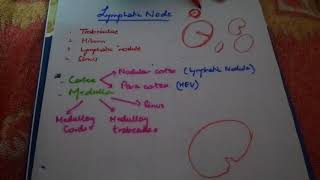 HISTOLOGY lymph node easy explanation part1 [upl. by Felecia706]