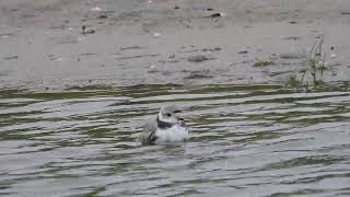 Piping Plover Green Dot bath [upl. by Noman]