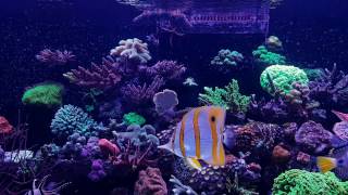 012017  food  Feeding Easy Reefs Masstick [upl. by Nims]