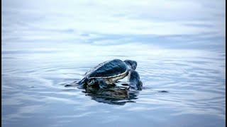 Costa Rica  Crocs Ziplines amp Hatching Turtles [upl. by Anemij]