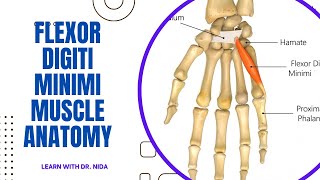 Flexor Digiti Minimi Muscle Anatomy  Anatomy Lecture Series [upl. by Eberhard]