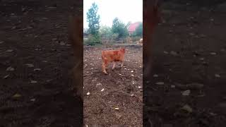 Czerwona jałówka biega o poranku😉limousine cow limousincattle farming [upl. by Hunter]