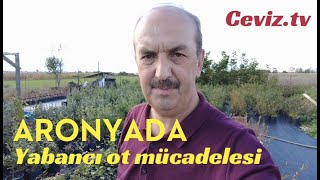 Aronya da yabancı ot mücadelesi aronia [upl. by Buffy]