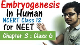 Human embryogenesis class 12  Pregnancy and emryonic development [upl. by Ennaillij]