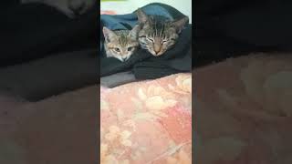 Cute sistersshortvideo cuteanimal vitalvideo catlover [upl. by Mirak]