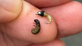 Fishing with a caddis larva Where why amp how [upl. by Etnomaj]