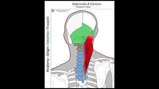 Splenius Capitis  Anatomy Perspective [upl. by Aneerehs]