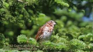 Fox Sparrow Red Morph in Maine [upl. by Orose]