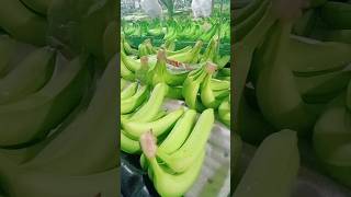 processing fresh Cavendish banana fruit highlights shorts [upl. by Atoked]