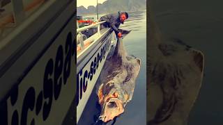 Biggest Atlantic halibut fish catch  biggest sea animal fishcuting fishing shorts [upl. by Okiman]