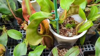 Nepenthes Veitchii Informational II [upl. by Clay209]