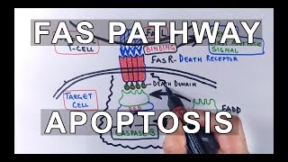 Extrinsic Pathway of Apoptosis  FAS Ligand Mediated [upl. by Kerwinn10]