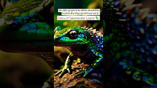 Story of salamander Lizard 🦎salamander salamanders lizard eshaalnaat shorts [upl. by Iong]