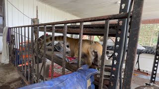 A WILD morning wakeup call  coatimundi in a garage In Florida 😳 [upl. by Nickelsen]