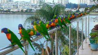 Rainbow Lorikeets Sounds On the Balcony naturesounds [upl. by Eustache]