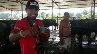 Encontre Los BÚFALOS de AGUA en VENEZUELA [upl. by Eiuqcaj]