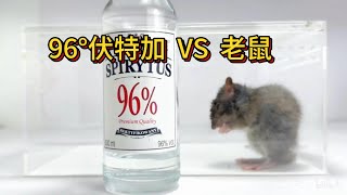 伏特加后劲真的很大！96°伏特加VS老鼠会发生什么 伏特加 趣味tuber 趣味实验 睡眠 [upl. by Novahs]