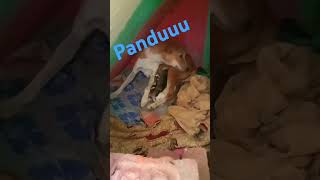 Pandu gives baby please suggest dite for pandu dog children [upl. by Chrisse]