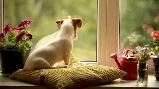 ASPCA TV Commercial Ad 2020 Waiting [upl. by Chloris]