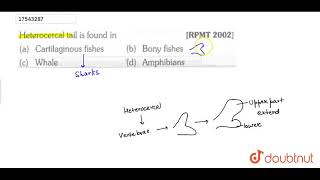 Heterocercal tail is found in [upl. by Annuahs]