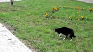 GATO BOTA CACHORRO PRA CORRER [upl. by Almita]