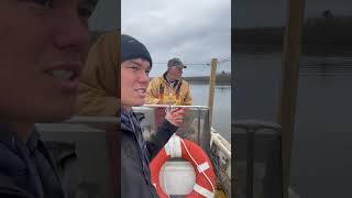 Wild Caught Chesapeake Bay Blue Catfish Fishing [upl. by Hsara]