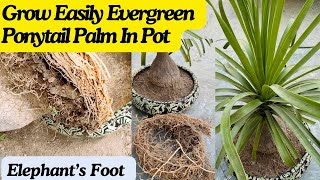 Ponytail Palm CareRepotting amp Root Pruning  Grow Easily Evergreen Ponytail Palm or Elephant’s Foot [upl. by Eened33]