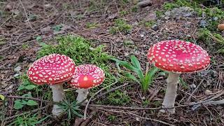 Ein Tag im Herbst  Panierte Parasol [upl. by Adneram]