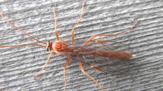 Shorttailed Ichneumon Wasp Ichneumonidae Ophion on Wall [upl. by Clarita]