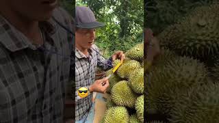 The Correct Way To Determine The Ripeness Of Durian Fruit Shorts Viral [upl. by Idel]