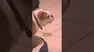 Watch Cesar Millan Train a Bulldog Using ONLY Body Language  dogwhisperer shorts cesarmillan [upl. by Nosnek146]