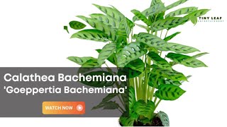 Calathea Bachemiana  Goeppertia Bachemiana  Calathea Varieties [upl. by Suellen714]