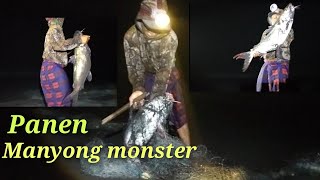 Dari siang hari samapi jam 12 malam Berburu ikan manyong monster Di pantai selatan [upl. by Anirehtak]