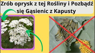 Najmocniejszy Naturalny Oprysk na szkodniki które niszczą Kapustę ✅ Bielinek kapustnik Atakuje ❗️ [upl. by Rosemarie]