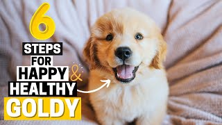 6 Simple Steps to keep your Golden Retriever Happy and Healthy [upl. by Krock320]