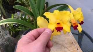 LAELIA CATTLEYA ORCHID BLOOMS BUDS AND CARE TIPS [upl. by Einnig31]