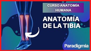 Anatomía de la Tibia  Explicación Sencilla y con Modelo en 3D 🤯 [upl. by Paul148]