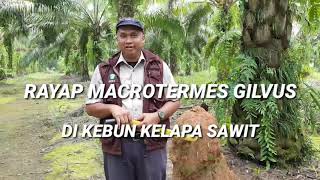 Rayap Macrotermes gilvus di perkebunan kelapa sawit [upl. by Ribaj365]