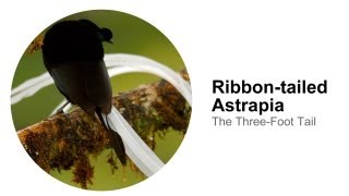 Ribbontailed Astrapia The ThreeFoot Tail [upl. by Lusa]