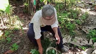 dahon ng Madre cacao pamuksa ng coconut bettle [upl. by Derwon]